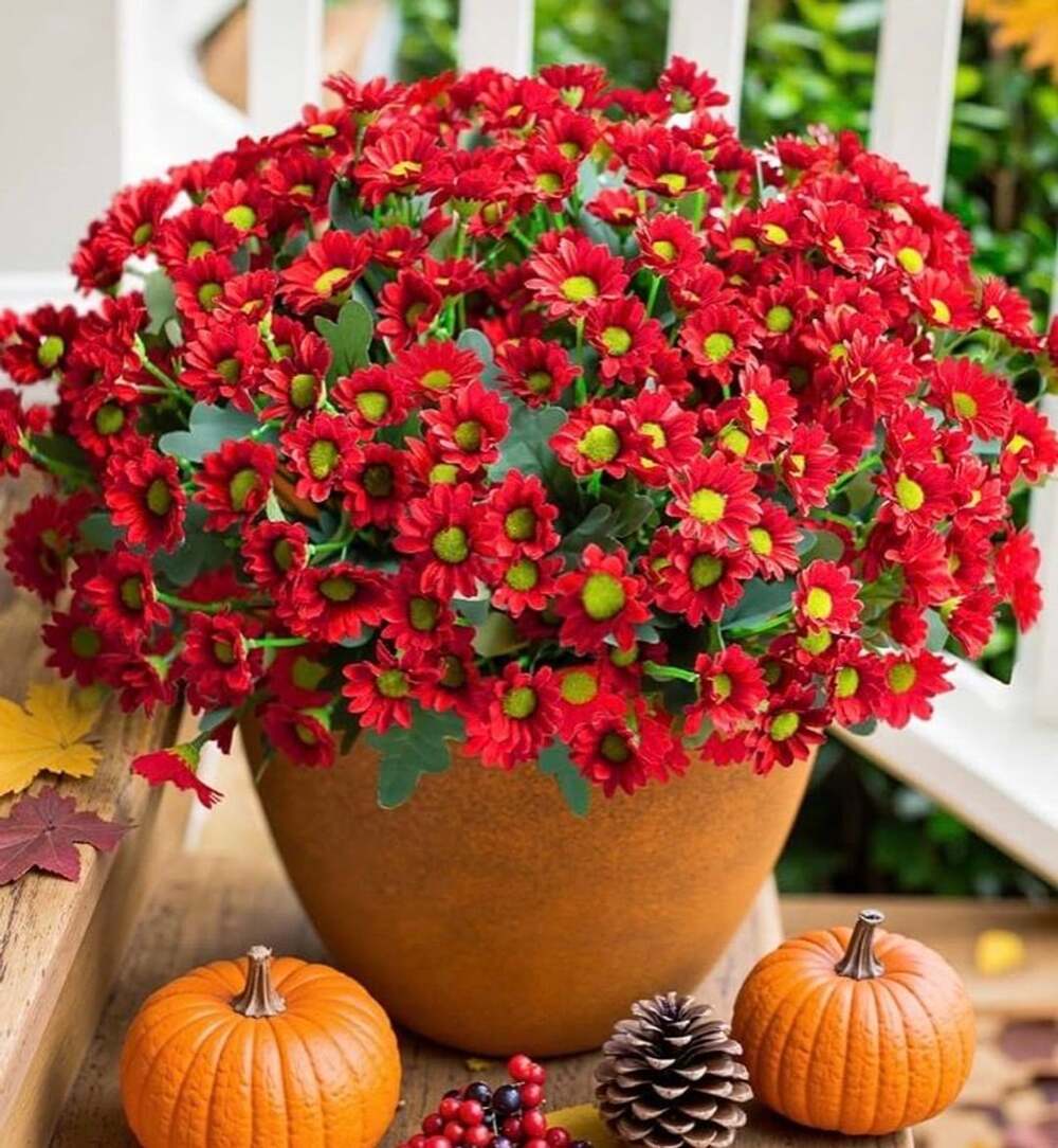 Funsdecor Artificial Sunset Mums Red Fall Flowers